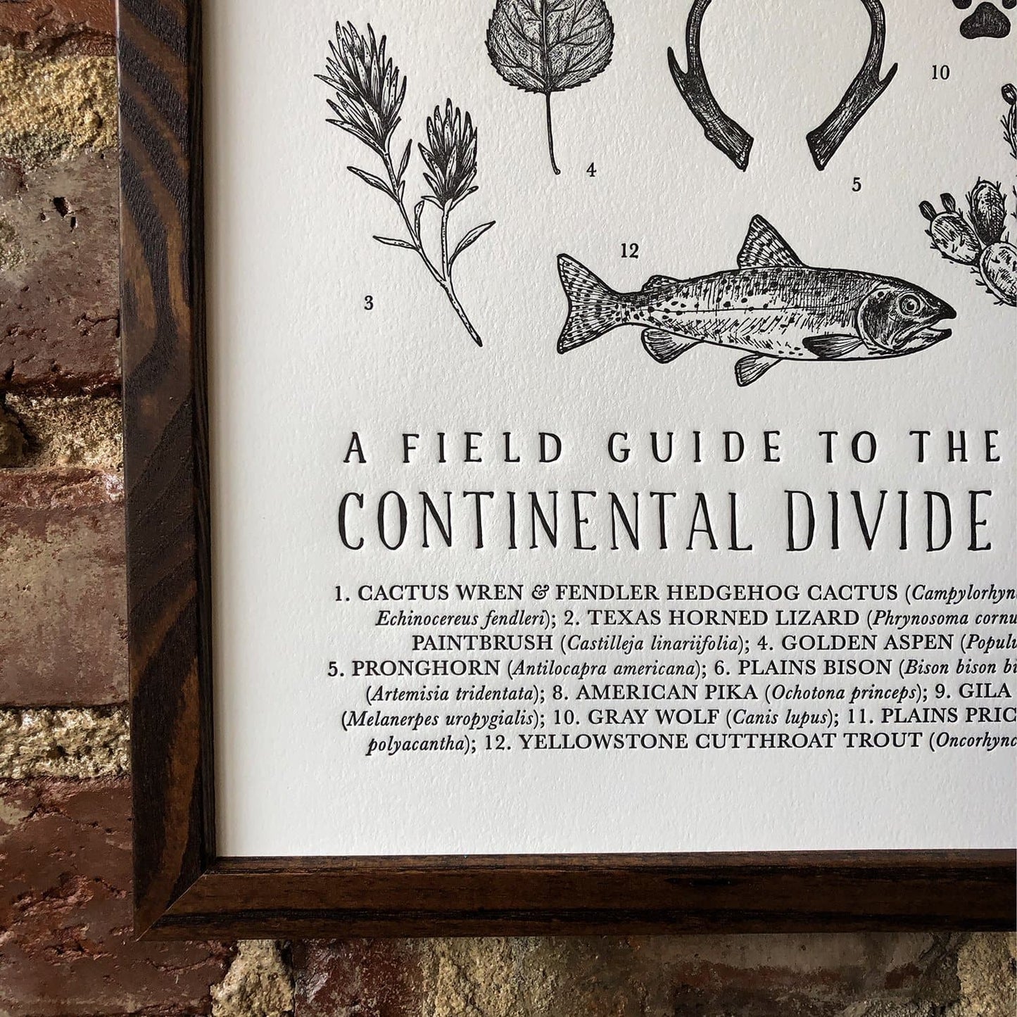 Continental Divide Trail Field Guide Letterpress Print