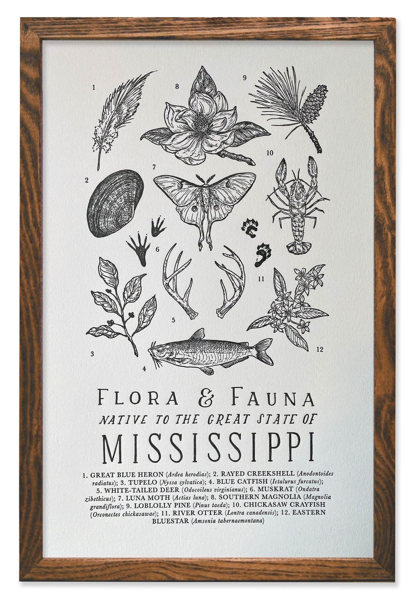 Mississippi Field Guide Letterpress Print