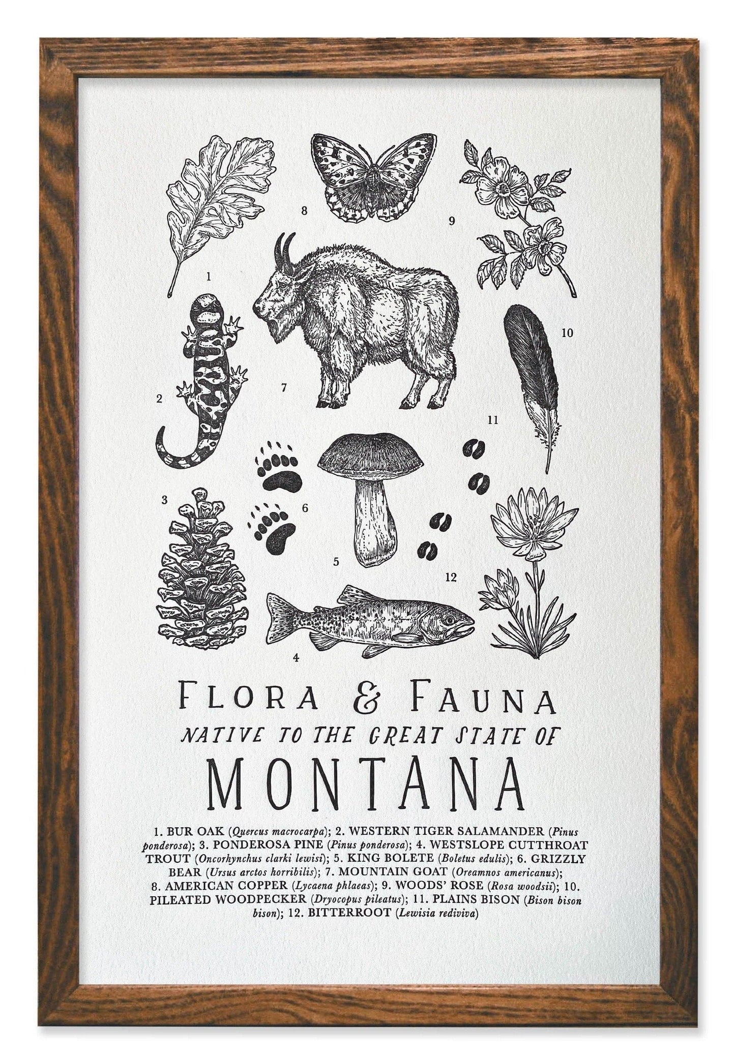 Montana Field Guide Letterpress Print