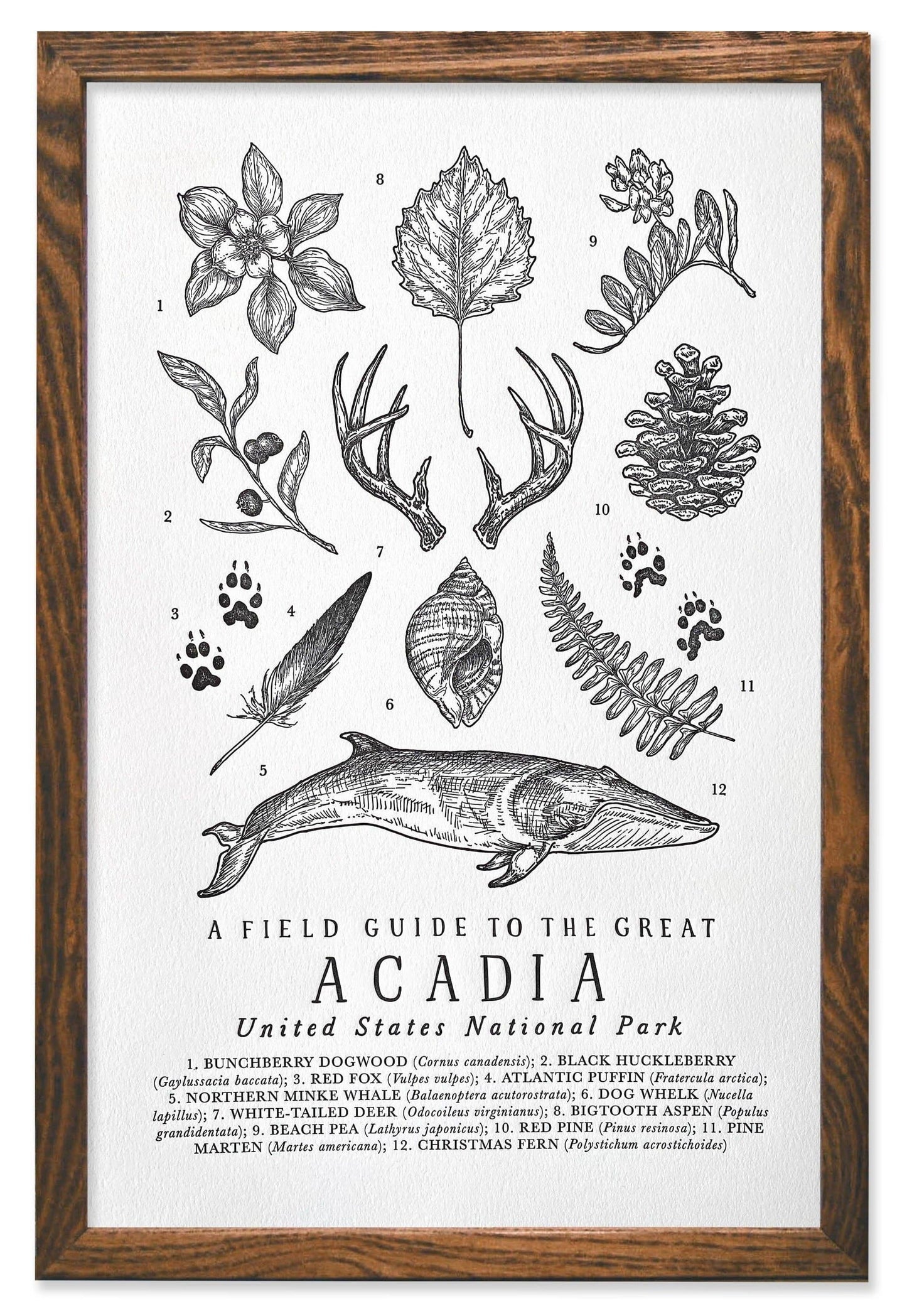 003 Acadia National Park Field Guide Letterpress Print