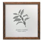Arabica Coffee Letterpress Print