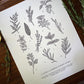 Guide to Garden Herbs Chart