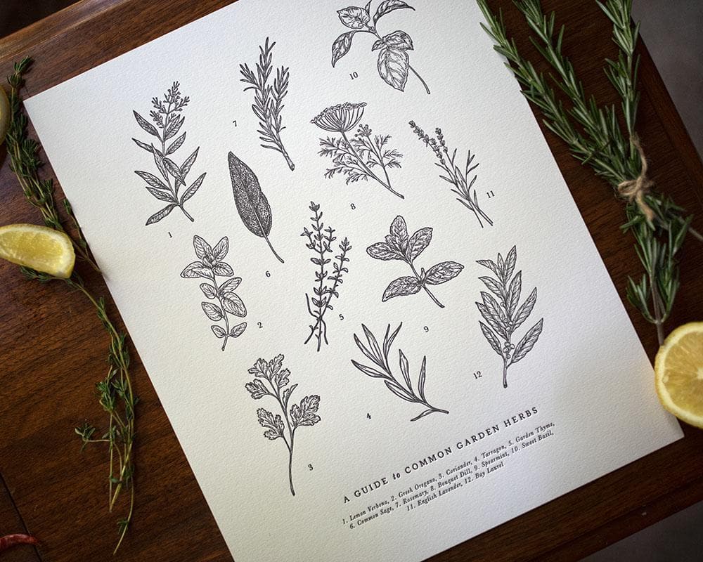 Guide to Garden Herbs Chart