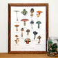 Poisonous Mushrooms Chart