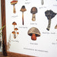 Poisonous Mushrooms Chart
