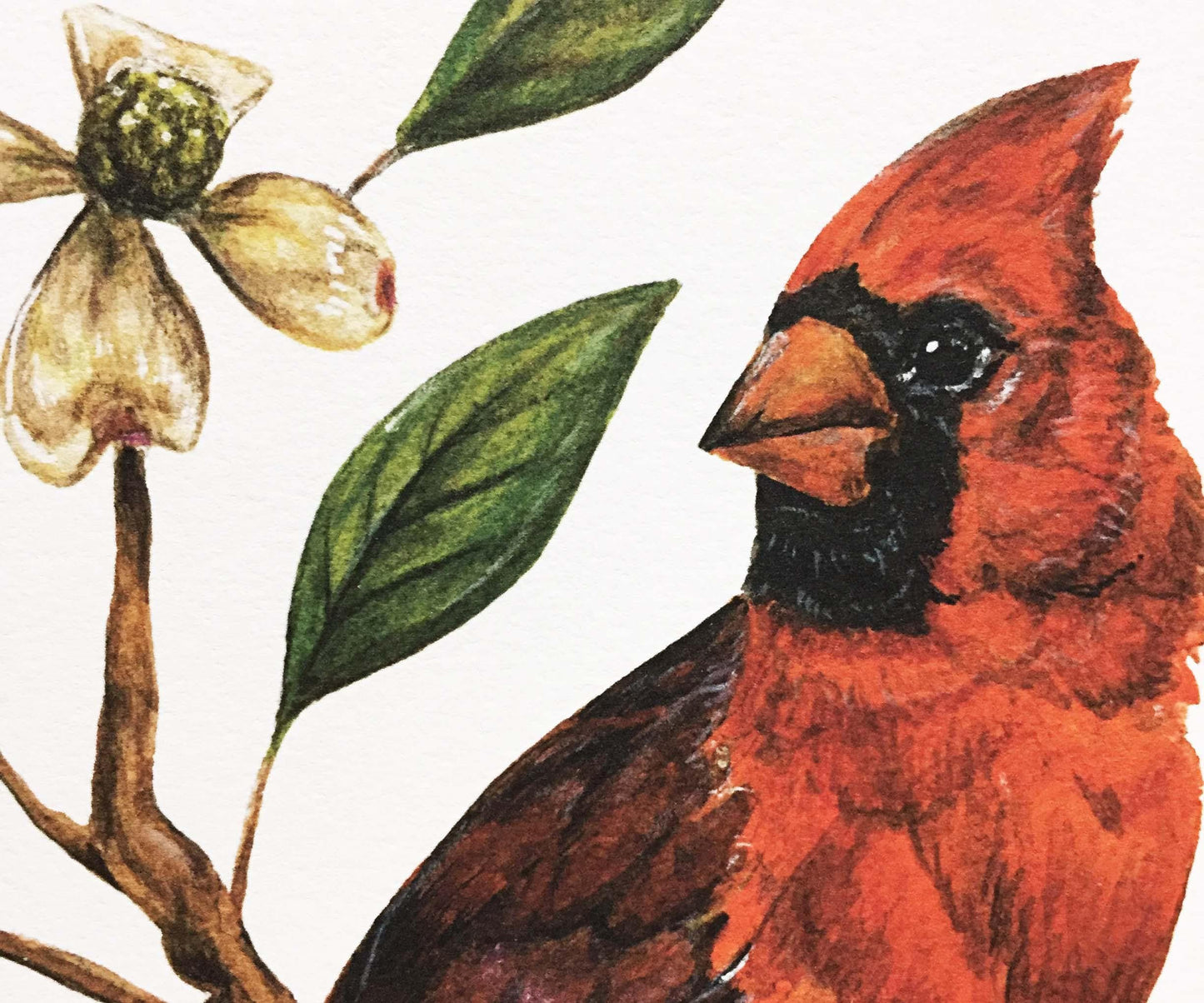 Cardinal and Dogwood 11x14 Print