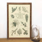 Evergreens of North America 11x17 Print
