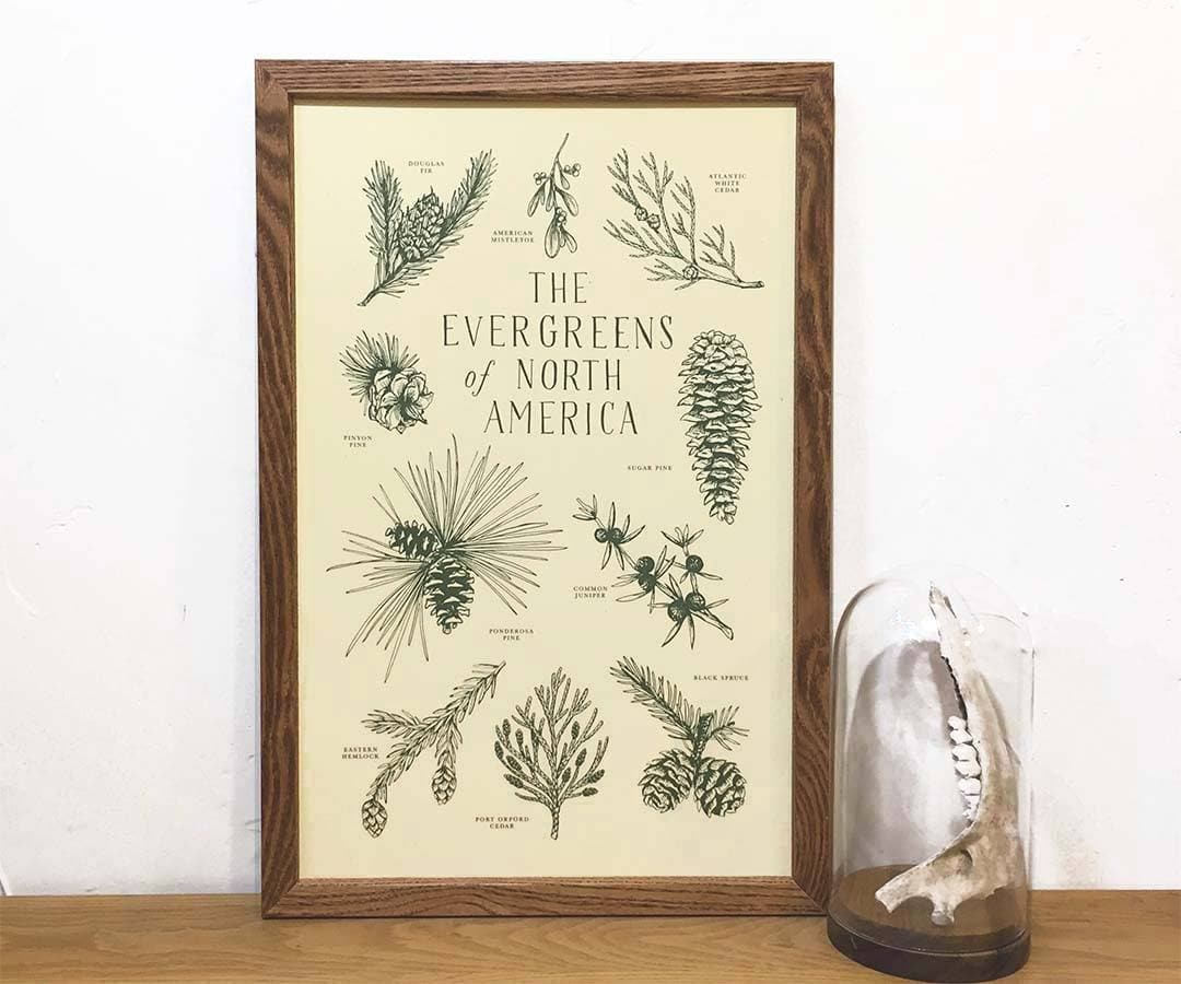 Evergreens of North America 11x17 Print