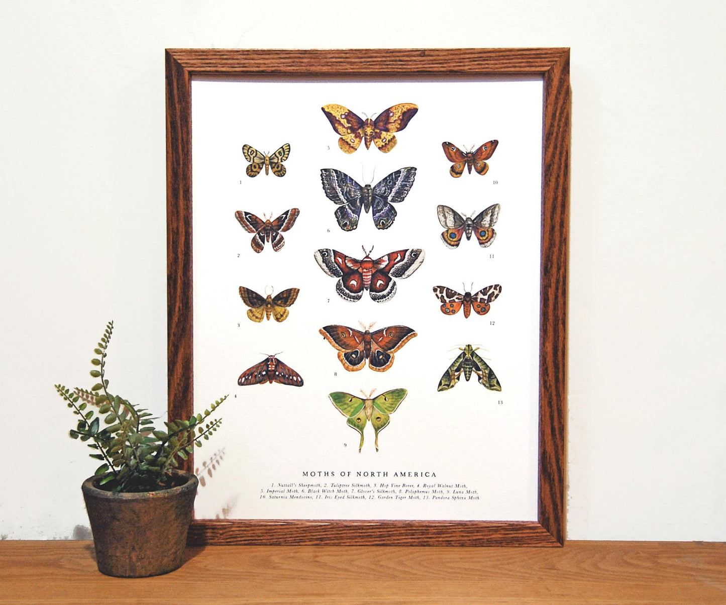 Moths of North America 11x14 Chart