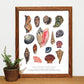 Mollusks of North America 11x14 Chart