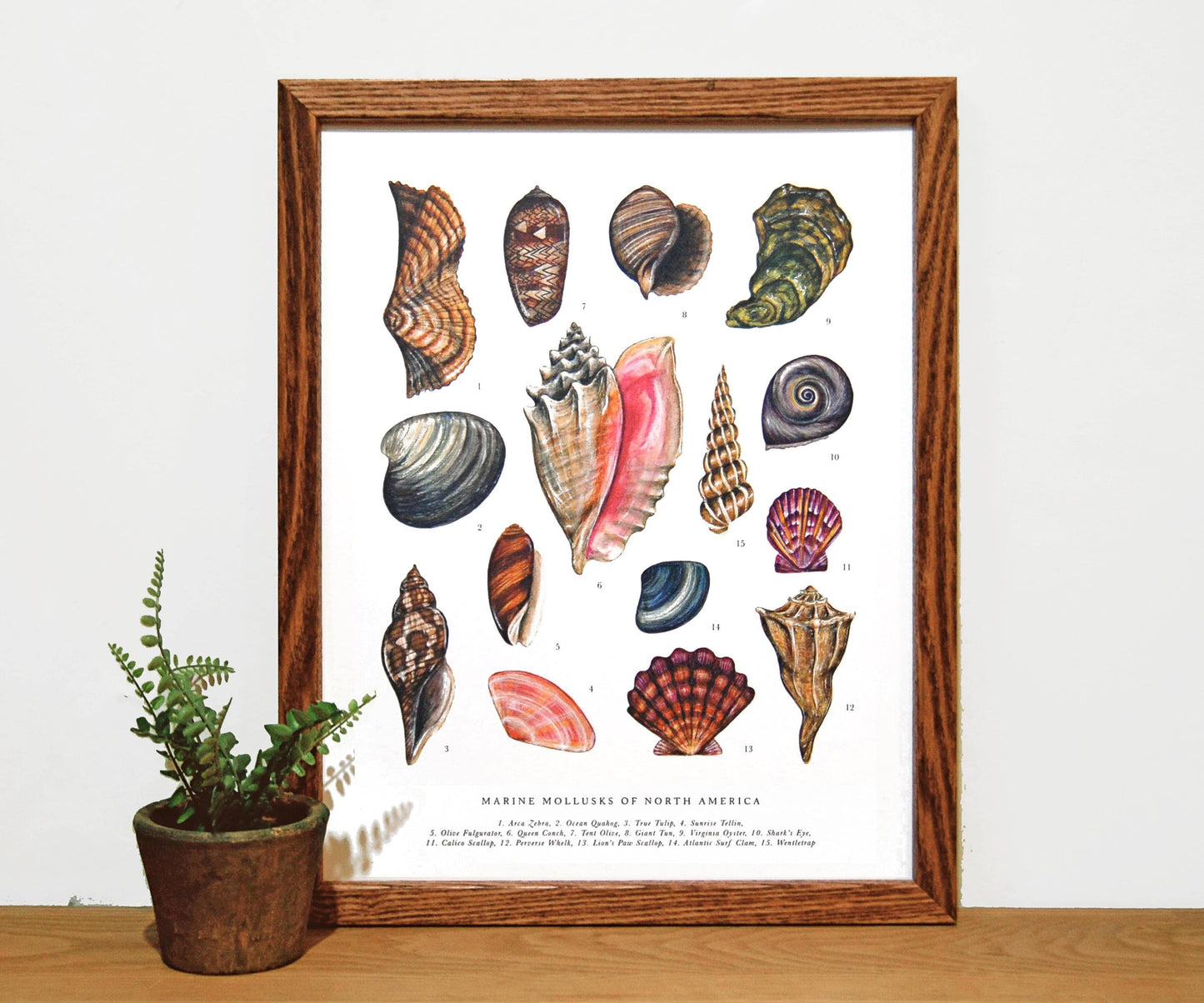 Mollusks of North America 11x14 Chart