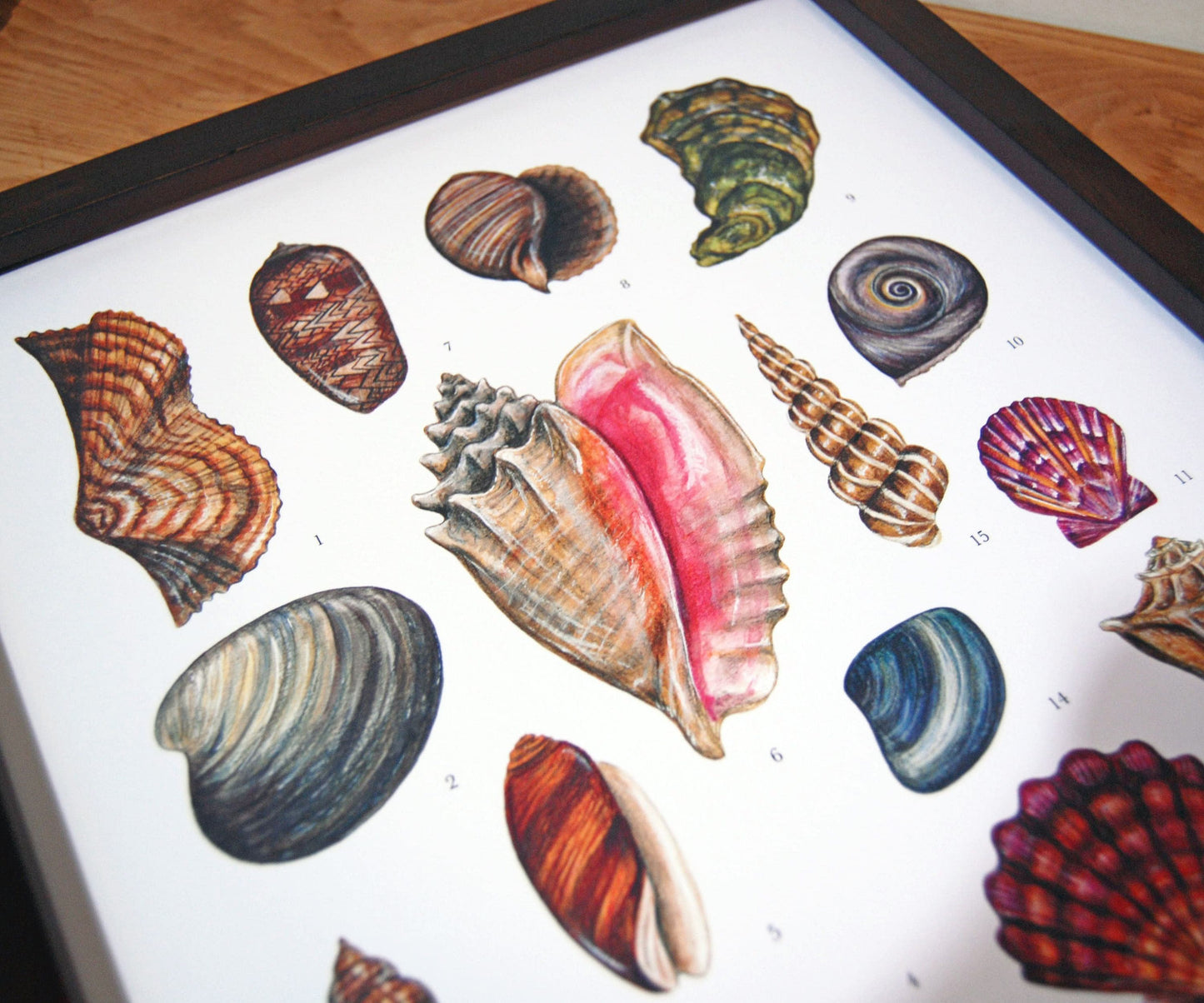 Mollusks of North America 11x14 Chart