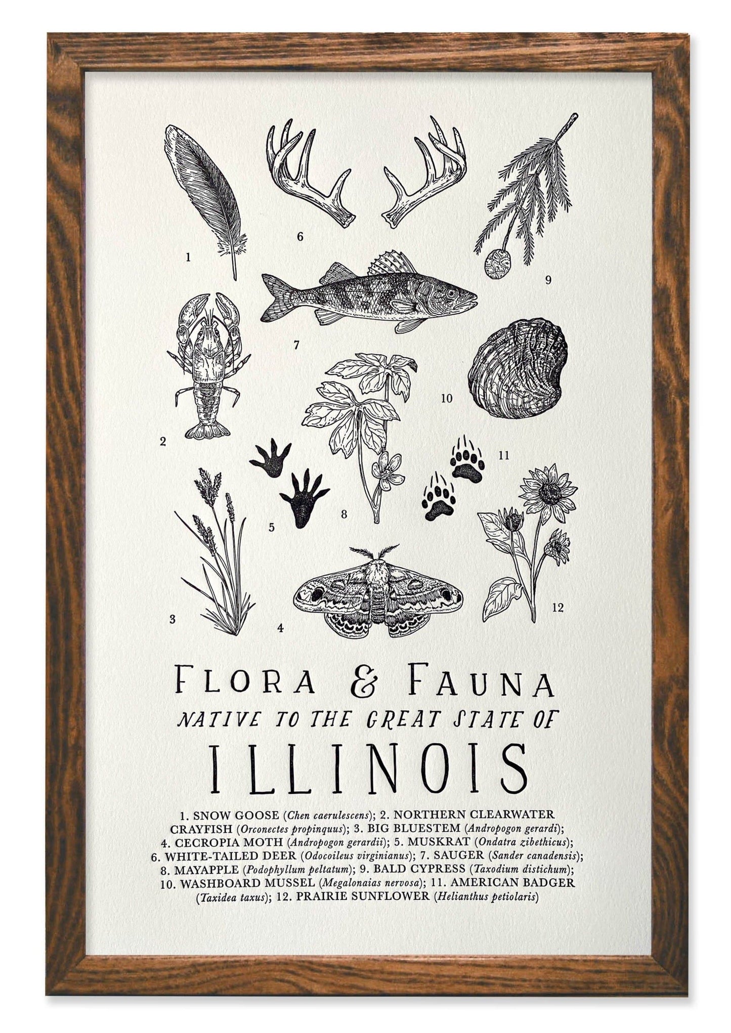 Illinois Field Guide Letterpress Print