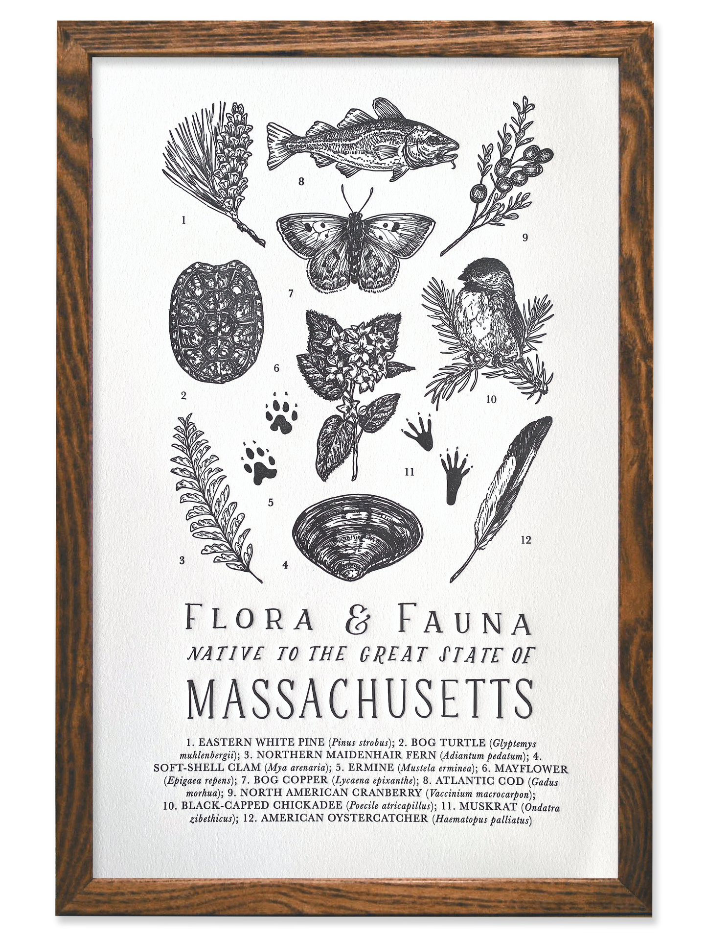 Massachusetts Field Guide Letterpress Print