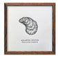 Atlantic Oyster Letterpress Print