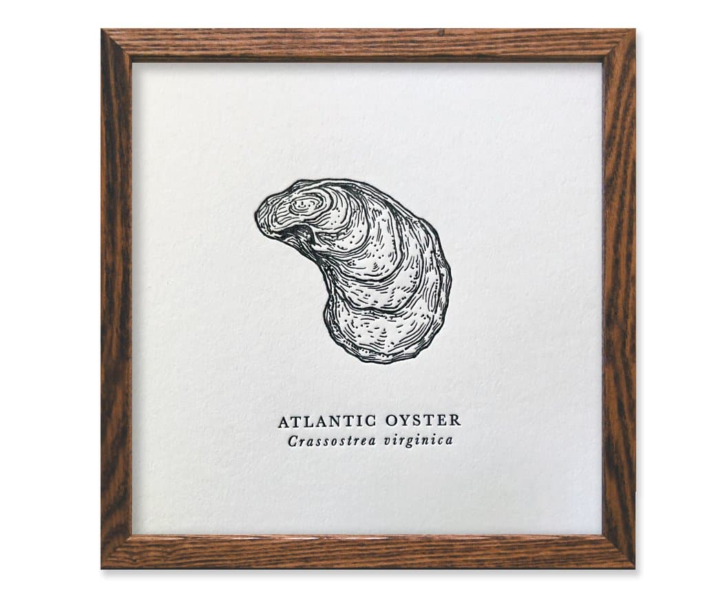 Atlantic Oyster Letterpress Print