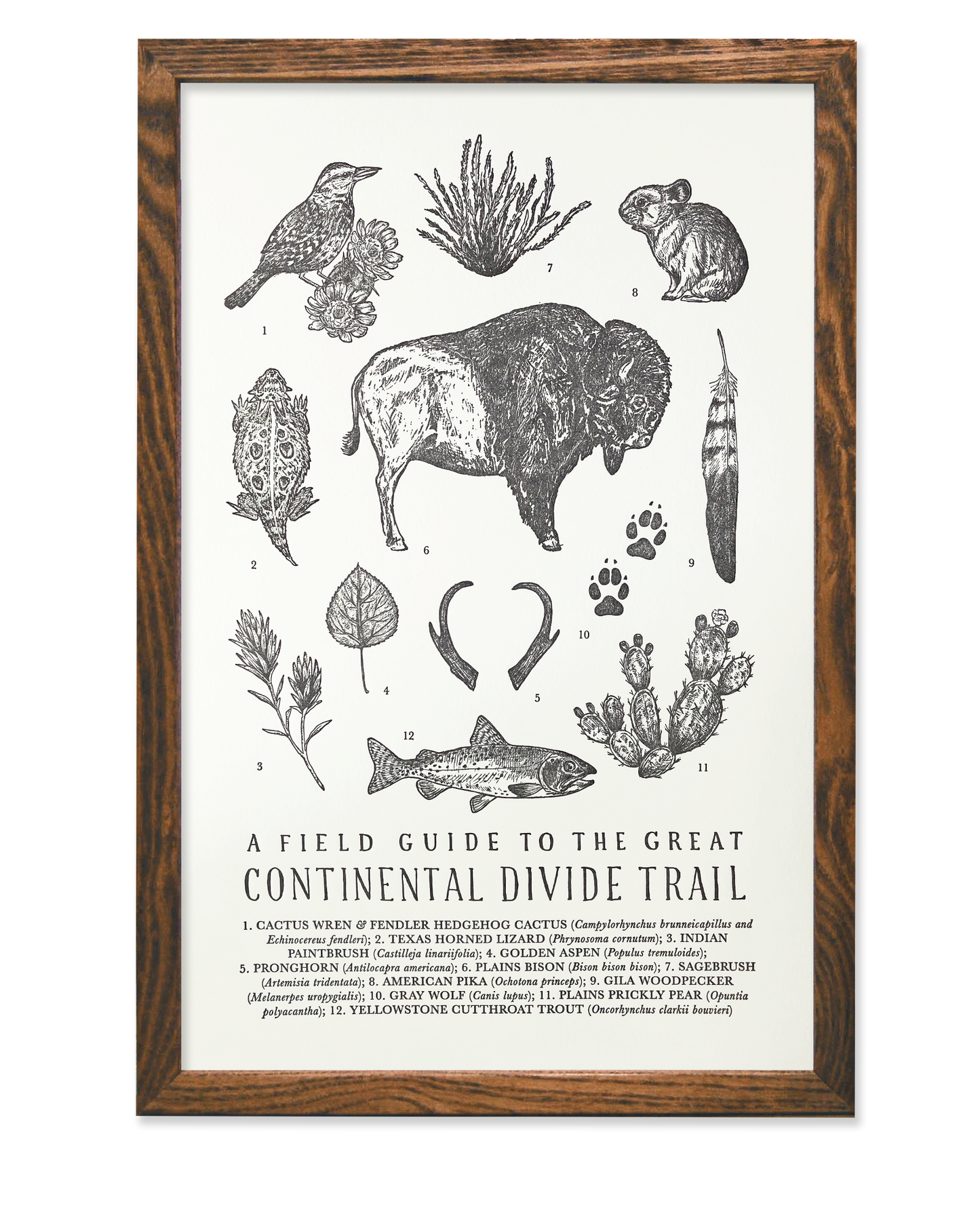 Continental Divide Trail Field Guide Letterpress Print