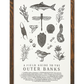 Field Guide to the Outer Banks Print