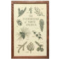 Evergreens of North America 11x17 Print