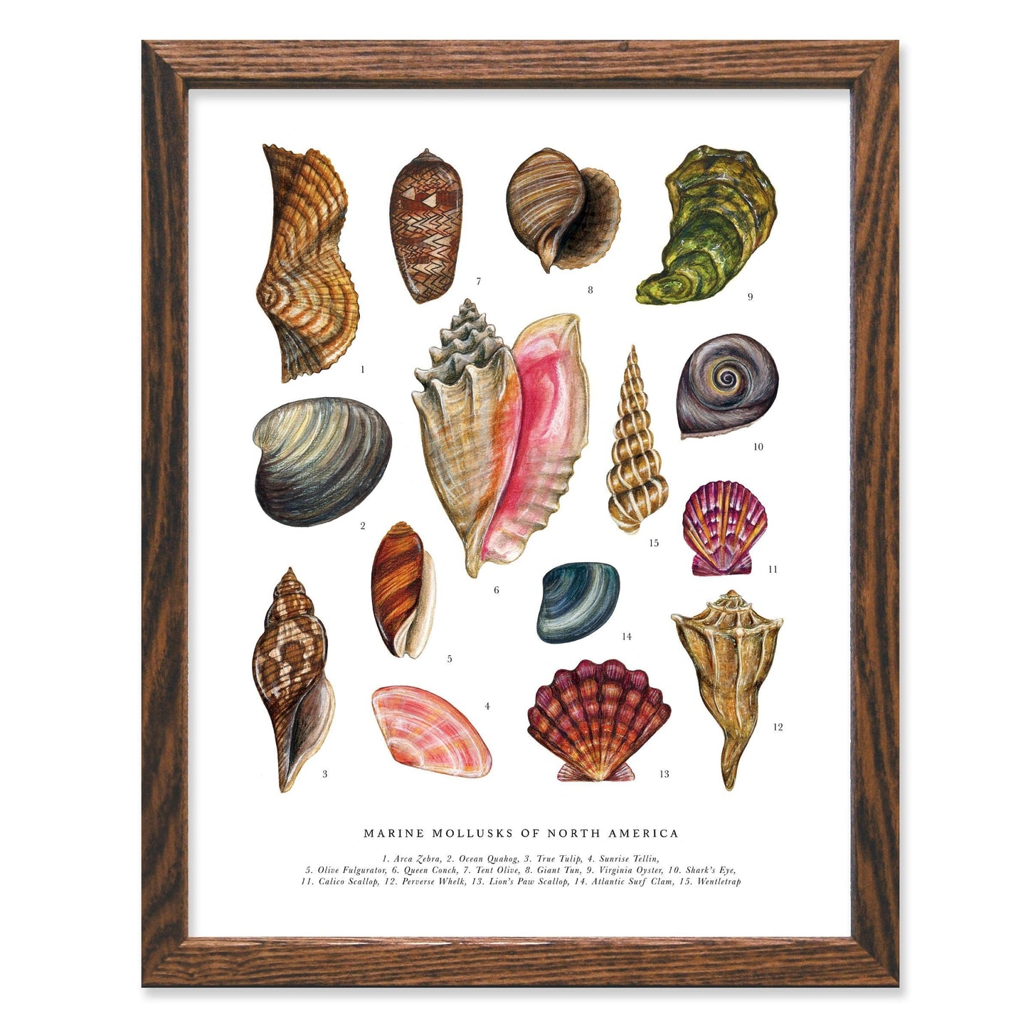 Mollusks of North America 11x14 Chart