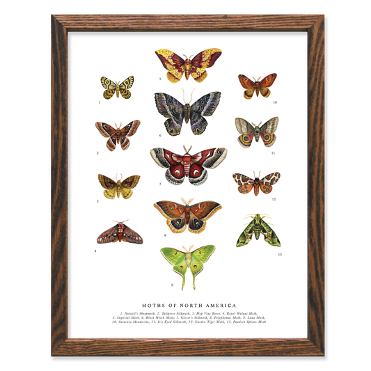 Moths of North America 11x14 Chart