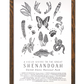 Shenandoah National Park Field Guide Letterpress Print