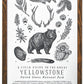Yellowstone National Park Field Guide Letterpress Print
